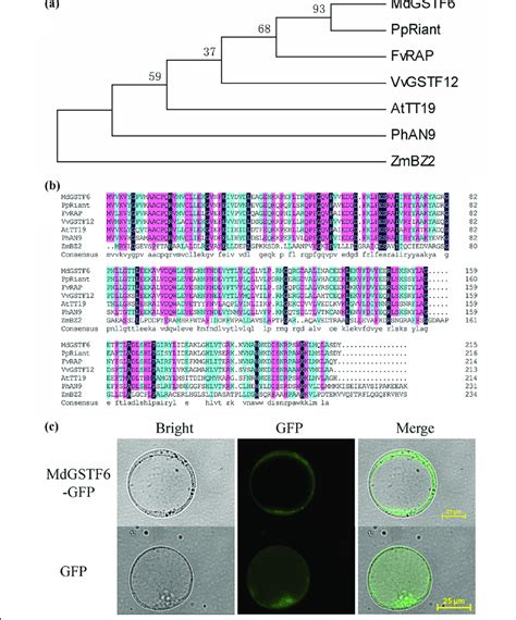 Phylogenetic Analysis And Subcellular Localization Of Mdgstf6 A