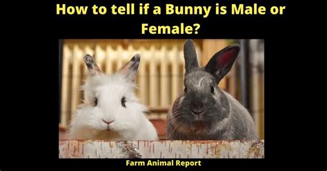 How To Tell If A Bunny Is Male Or Female Female Rabbit Anatomy