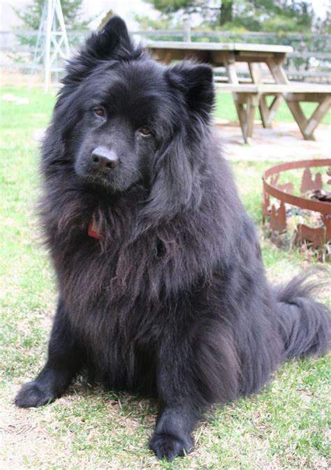 chow chow mixes chow chow cross breeds artofit