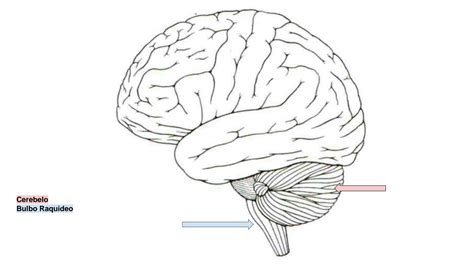 Solution Atlas Partes Del Cerebro Studypool