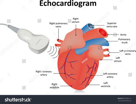 4 234 Echocardiogram Images Stock Photos Vectors Shutterstock