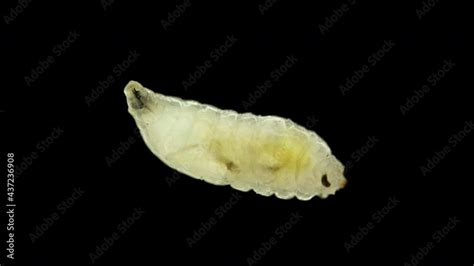 Worm Like Larva Of Fruit Fly Insect Drosophila Melanogaster Under A