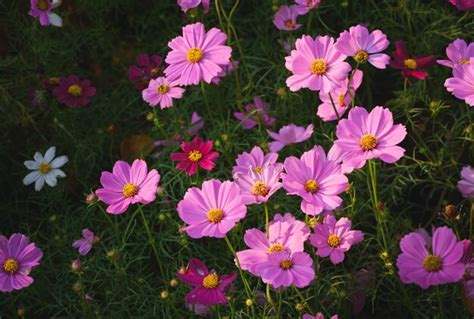 Flores Cor De Rosa Bonitas Do Cosmos No Jardim Foto Premium