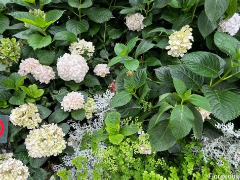 Hydrangea Companion Plants What To Pair Well With Each Type Florgeous