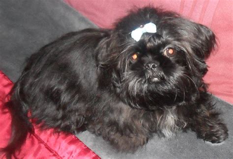 Cute Dogs Black Shih Tzu Dogs