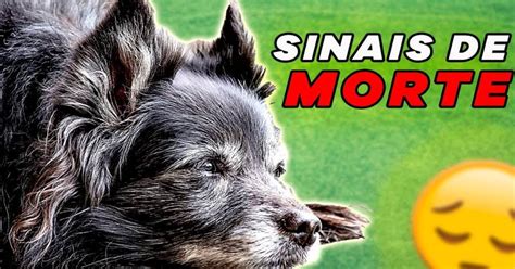 Porque O Cachorro Grita Antes De Morrer