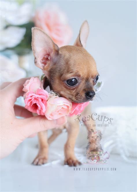 Fawn Chihuahua Puppies For Sale in Florida | Teacups, Puppies & Boutique