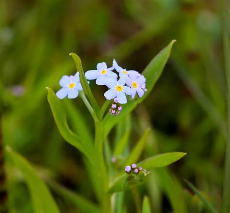 De Beste Inheemse Vijverplanten De Natuur Van Hier