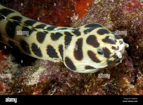 Spotted Snake Eel Myrichthys Maculosus Stock Photo Alamy