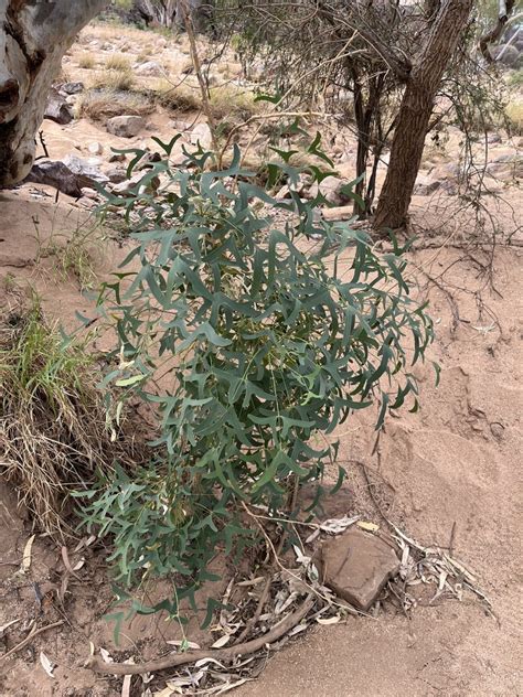 Coral Trees From Tjoritja West MacDonnell National Park Mount Zeil NT