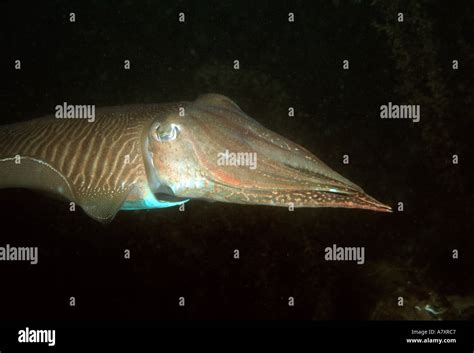 Common Cuttlefish Sepia Officinalis Head And Side View While Swimming