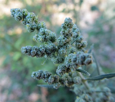 Summer Of Weeds Lambsquarters Awkward Botany