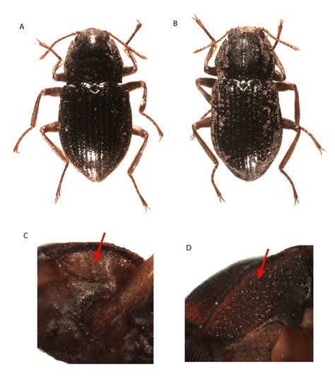 Diagnostic Characteristics For Adults Of The Elmidae Genera A Download Scientific Diagram