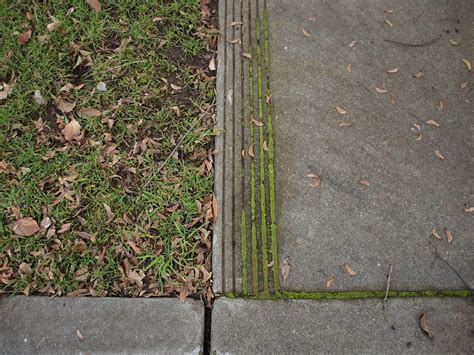 Grass Moss Lines Sidewalk Wireless Upload Via Eye Fi By Ma Flickr