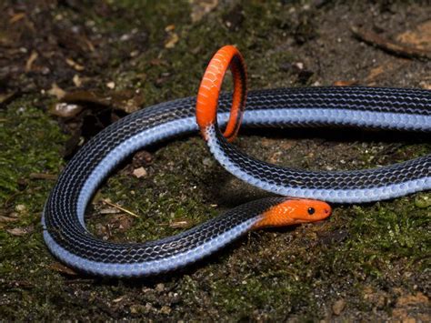 malaysian blue coral snake snake coral snake coral blue