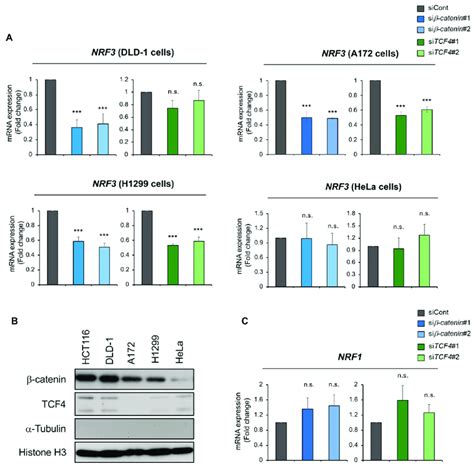 The β Catenintcf4 Complex Induces Nrf3 Gene Expression In Cancer Cell Download Scientific