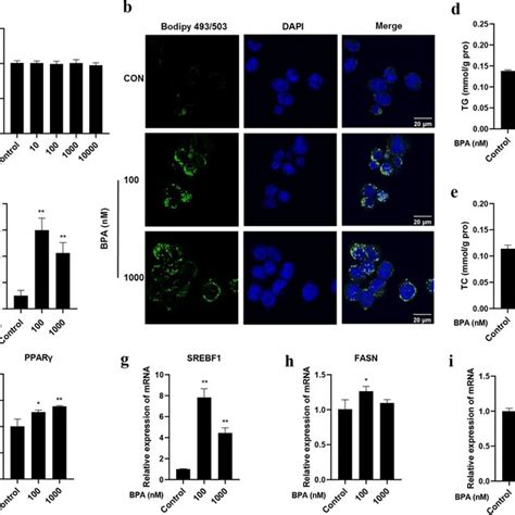 Sfn Ameliorated Bpa Induced Lipid Accumulation And Er Stress In Lo2