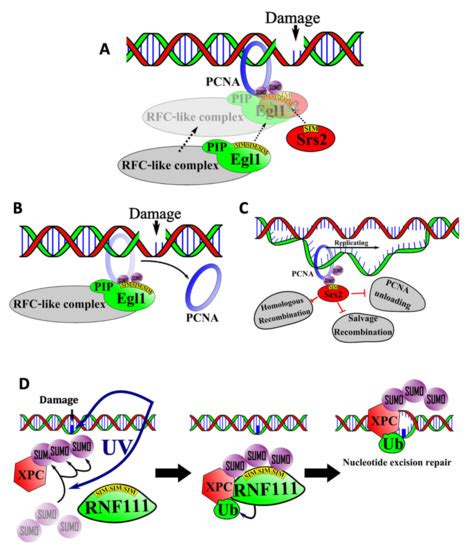 Cells Free Full Text Sumo Interacting Motifs Structure And Function