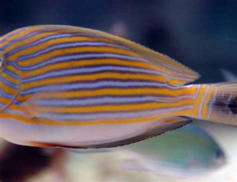 Clown Tang (acanthurus Lineatus) Photos - RateMyFishTank.com