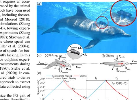 Dolphin Life Cycle Diagram For Kids