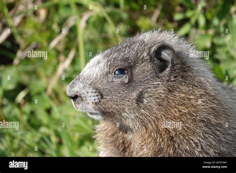 Petite Marmotte Mignonne Banque De Photographies Et Dimages Haute