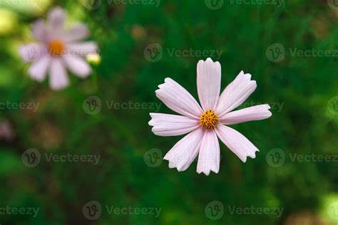Mexican Aster pastel pink flower or Garden Cosmos, closeup outdoors at