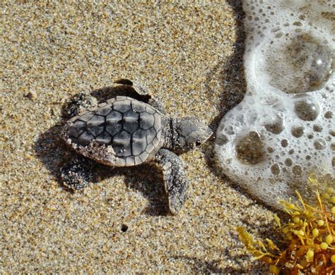 Baby Loggerhead Turtle Sea Turtles Pinterest