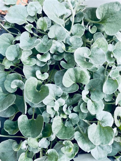 WillEms Nursery - Gorgeous silver foliage of Dichondra...