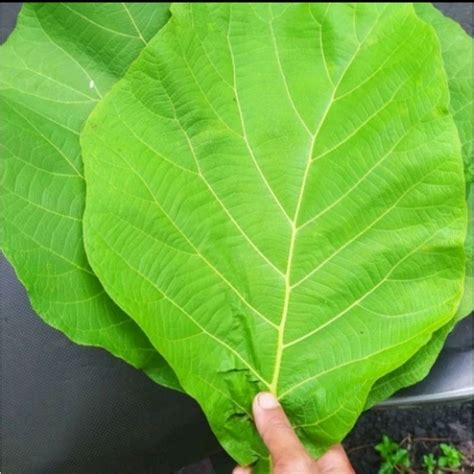 Jual Daun Jati Segar 1kg Shopee Indonesia