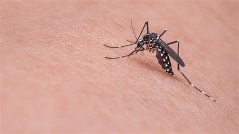 Se puede engañar a los mosquitos para que no nos piquen Aquí te