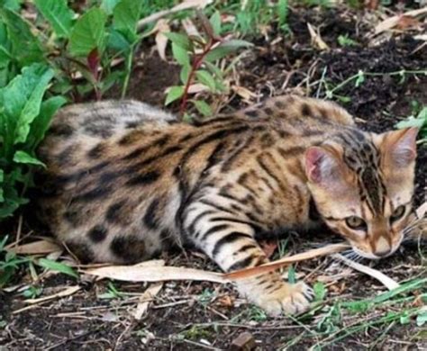 Bengal Cat Characteristics: What to Consider Before Buying | PetHelpful