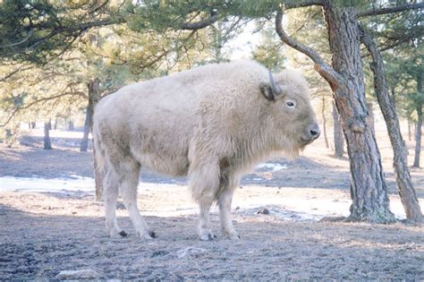 White Buffalo Derrynagittah