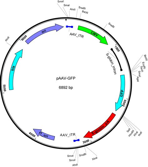 gfp pwcj