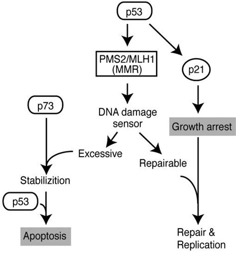 identification   mismatch repair genes pms  mlh  p target