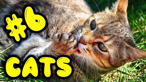 Funny And Clumsy Cats Their Special Achievements 6 Youtube