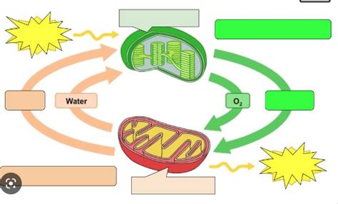 Cell Energy Diagram Quizlet