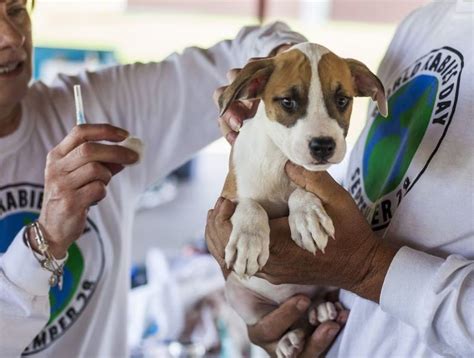 Waspada Ribu Orang Terkena Rabies Dinyatakan Meninggal