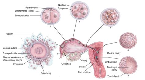 Overall View Of Implantation Of Blastocyst Diagram Quizlet