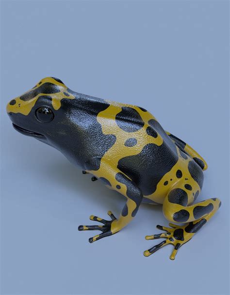 Yellow banded Bumblebee poison dart frog Dendrobates leucomelas 3D