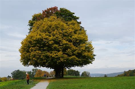 Drzewo Spadek Wycieczka Złota Darmowe zdjęcie na Pixabay Pixabay