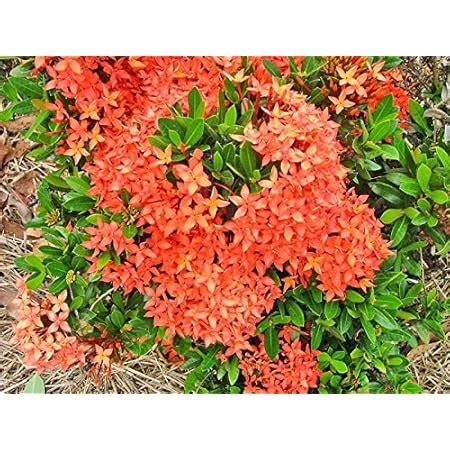 Royal Land Ixora Live Plant Taiwanese Dwarf Red Ixora Chethi Healthy