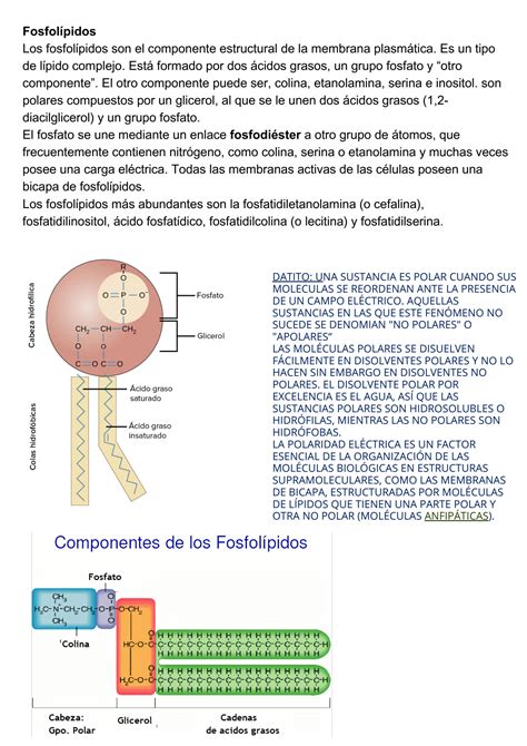 Solution Membrana Plasm Tica Y Transporte De Membrana Studypool