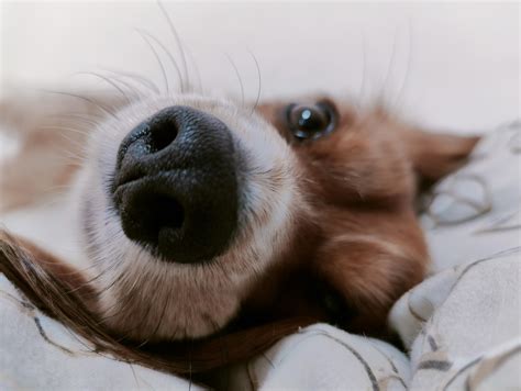 I swear he's the only thing keeping me from a complete and total mental