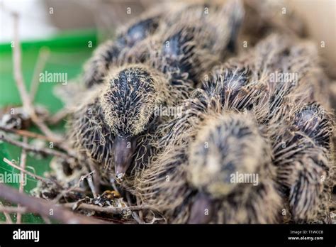 Baby Laughing dove (Streptopelia senegalensis) feedlings - newborn ...