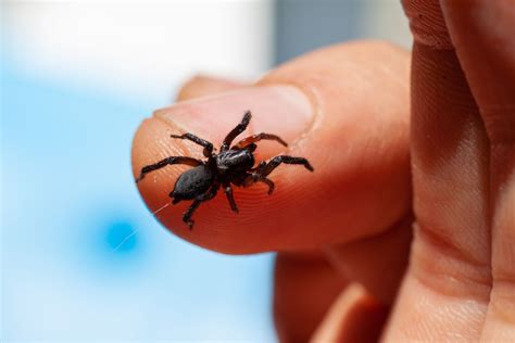 Deshacer También para ver araña negra de jardin En el nombre salida Gracias