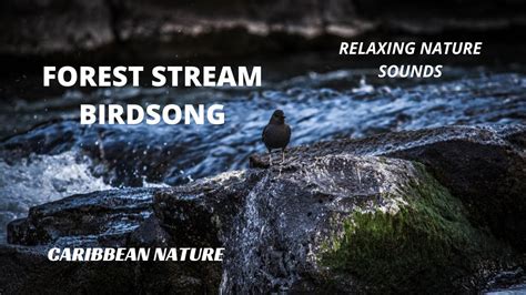 Relax 10 Hours Relaxing Nature Sounds Birds Chirping Stream Birds