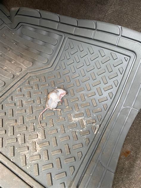 Customer concern of dead animal smell. : r/Justrolledintotheshop