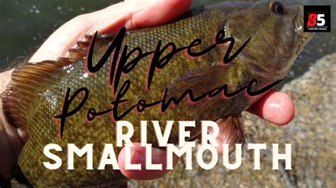 Potomac River Smallmouth Spring Fishing Conditions River Fishing For