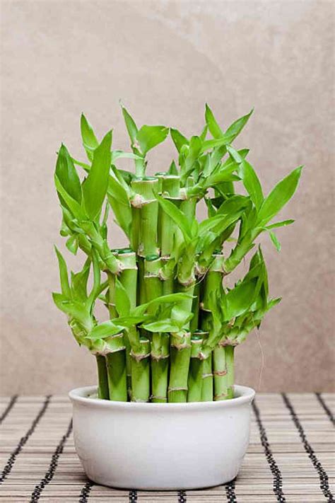 Plantas que trazem boa sorte e dinheiro para sua casa Que Mãos