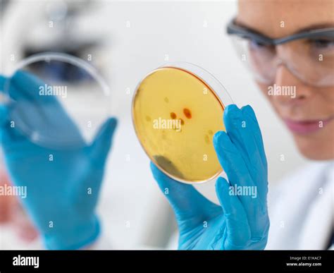 Female Scientist Holding Petri Dish With Biological Cultures Stock